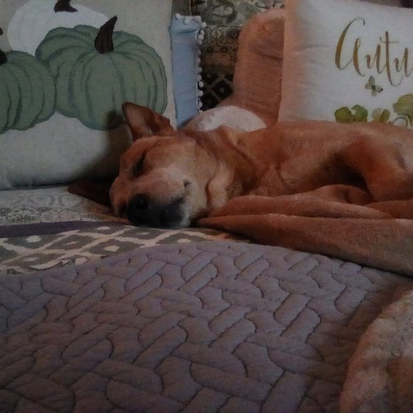 Meet your Posher, Posh - Picture 1 of 1